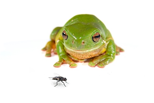 绿树蛙,白色背景