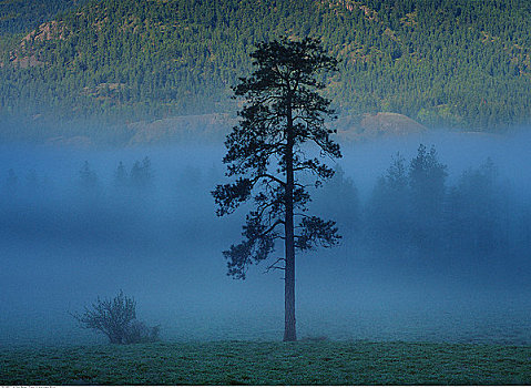 薄雾,后面,孤木