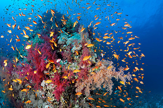 珊瑚礁,珊瑚,遮盖,软珊瑚,成群,红海,埃及,非洲