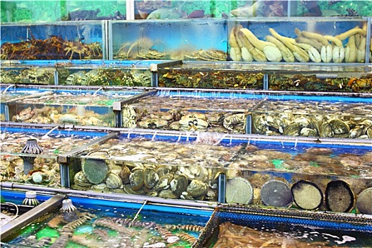 鱼缸,市场,香港