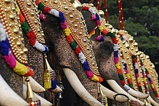 装饰,大象,节日,喀拉拉,印度南部,印度,亚洲