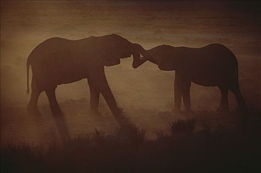 非洲象,剪影,一对,象鼻,缠绕,纳米比亚