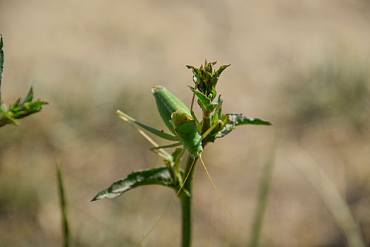 菊苣,茎,蝗虫