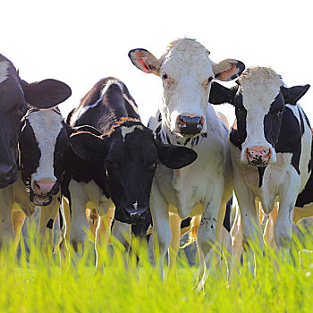 黑白花牛,乳业,母牛,草场