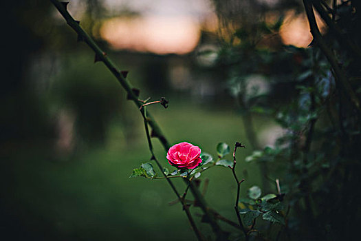 小,粉红玫瑰,花园