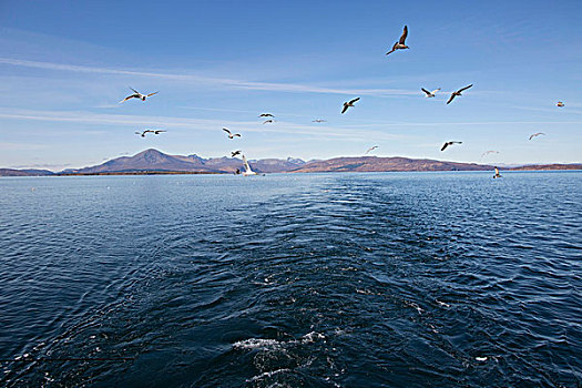 海鸥,斯凯岛,苏格兰