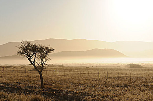 晨雾,纳米比诺克陆夫国家公园,纳米布沙漠,纳米比亚,非洲