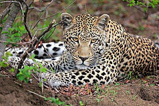 豹,成年,动物,卧,不活跃,看,专注,沙子,禁猎区,克鲁格国家公园,南非,非洲