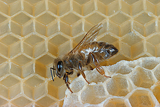蜂蜜,蜜蜂,工作,建筑,腹部