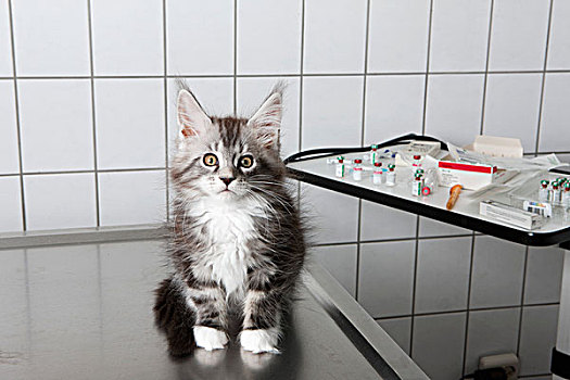 猫咪照片,坐,桌子,兽医,诊所