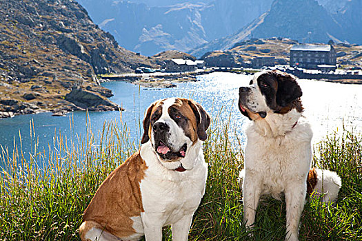 两个,狗,坐,草,瓦莱,瑞士,欧洲