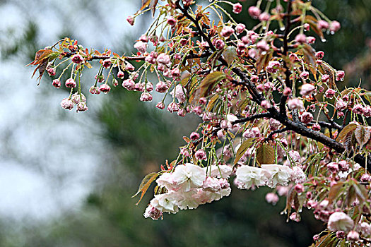 雨中樱花