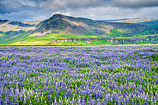 风景,羽扇豆,羽扇豆属,地点,瑟德兰德,南,冰岛,欧洲