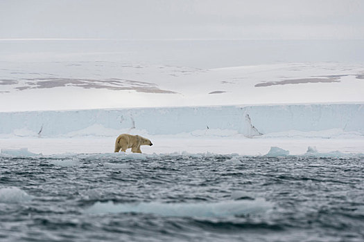 北极熊,水,边缘,极地,冰盖,斯瓦尔巴特群岛,挪威