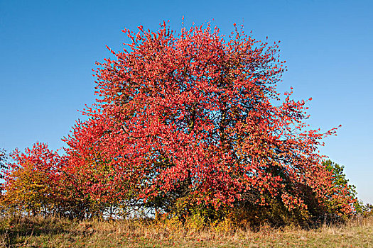 鸟,樱桃,红叶,秋天,图林根州,德国,欧洲