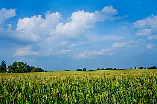 玉米田,印地安那,美国