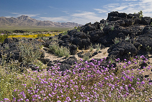 莫哈韦沙漠,沙子,马鞭草属植物,花,盛开,火山口,加利福尼亚,美国