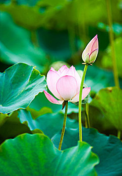 莲花,荷花,芽,上方,绿色,叶子,背景