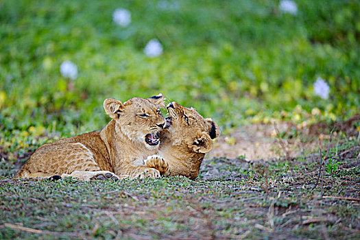 幼兽,狮子,幼狮,打闹,赞比西河下游国家公园,赞比亚,非洲