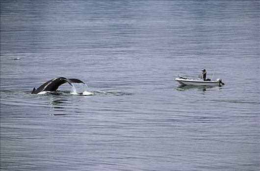 摄影,驼背鲸,大翅鲸属,鲸鱼,兄弟,岛屿,阿拉斯加