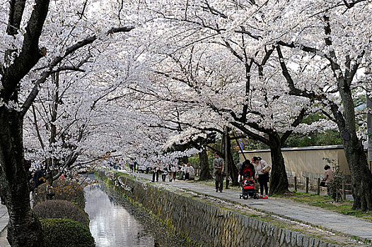 日本,京都,走,樱桃树,开花