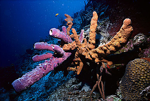 海绵,英属西印度群岛,加勒比