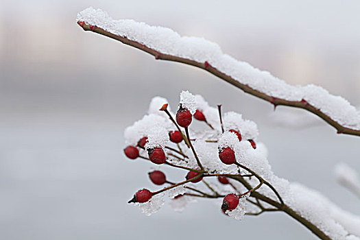 大雪,雪后,植物,种子,红果,遮盖,颜色,对比,鲜艳,吸引,洁白