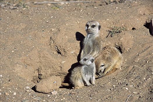 猫鼬,细尾獴属,保护,年轻,纳米比亚,非洲