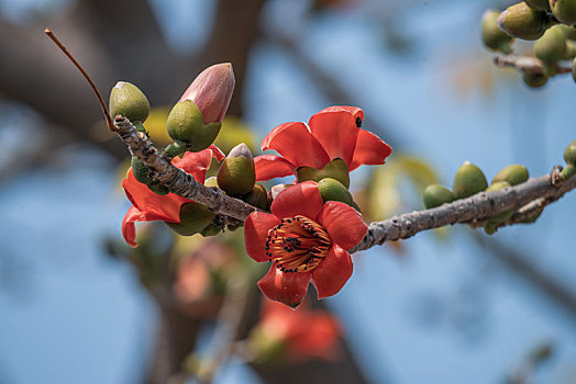 木棉花