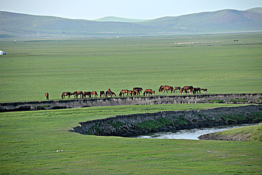 内蒙古呼伦贝尔,中国第一曲水,莫尔格勒河畔金帐汗蒙古部落草原的羊群,马群,牛群