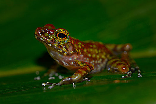 毒物,青蛙,国家公园,马达加斯加,非洲