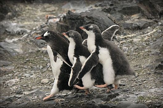 巴布亚企鹅,幼禽,烦扰,父母,食物,南极