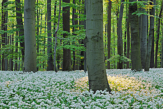 熊葱,葱属植物,欧洲山毛榉,树林,海尼希,国家公园,图林根州,德国