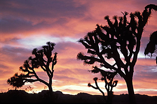 约书亚树,短叶丝兰,日落,约书亚树国家公园,加利福尼亚
