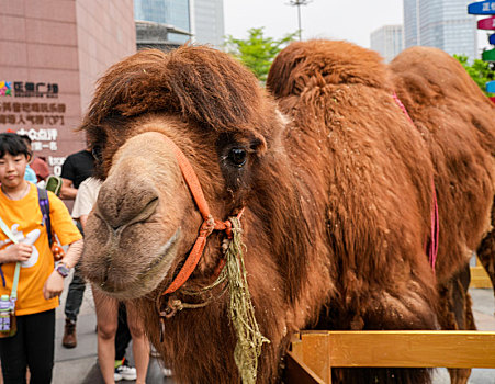 羊城广州正佳广场外小马和骆驼进驻吸引众多游客