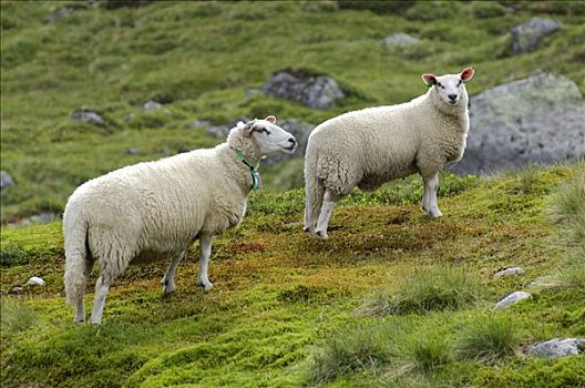 山羊,罗加兰郡,挪威,斯堪的纳维亚,欧洲