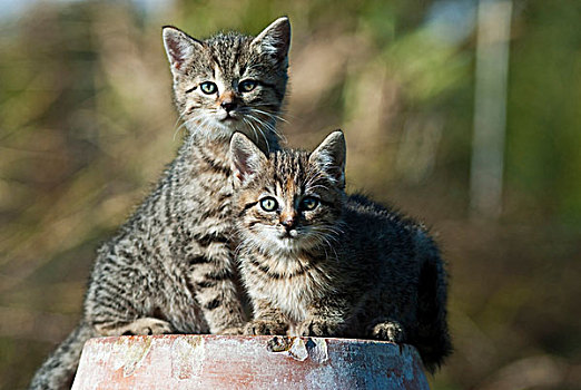 家猫,两个,小猫,坐,赤陶,容器