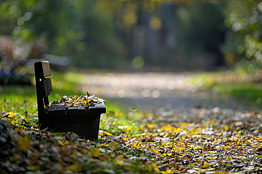 长椅,小路,彩色,秋天,叶子,慕尼黑,巴伐利亚,德国,欧洲