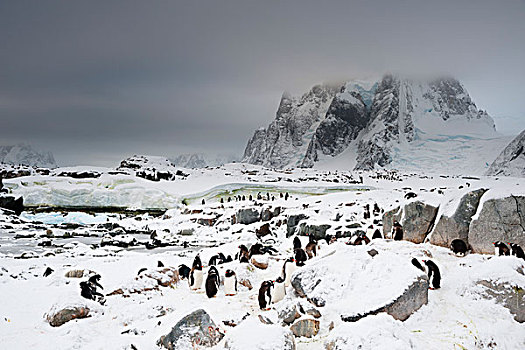 巴布亚企鹅,生物群,岛屿,南极