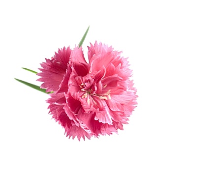 情人节,花,粉色背景,康乃馨