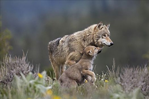 灰狼,狼,请求,幼仔,北美