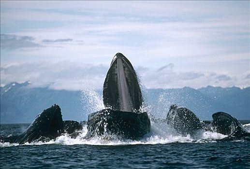 驼背鲸,大翅鲸属,鲸鱼,群,专注,合作,喂食,阿拉斯加