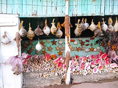 海螺壳,纪念品,多米尼加共和国