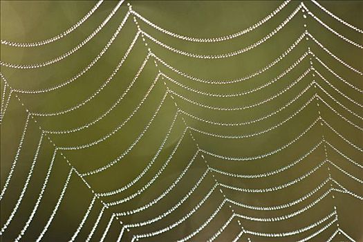 露珠,蜘蛛网,巴伐利亚,德国,欧洲