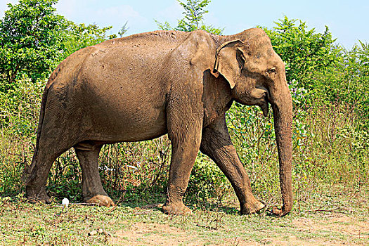 斯里兰卡人,大象,象属,成年,雄性,觅食,国家公园,斯里兰卡,亚洲