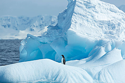 南极,巴布亚企鹅,站立,冰山,靠近,岛屿,湾