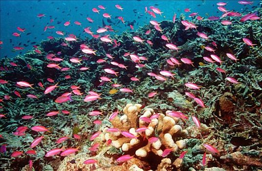 紫皇后,鱼群,珊瑚礁,马来西亚,印度洋
