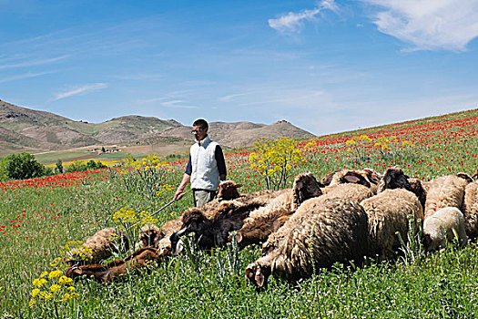 摩洛哥,牧羊人,放牧,绵羊,花,地点,使用,只有