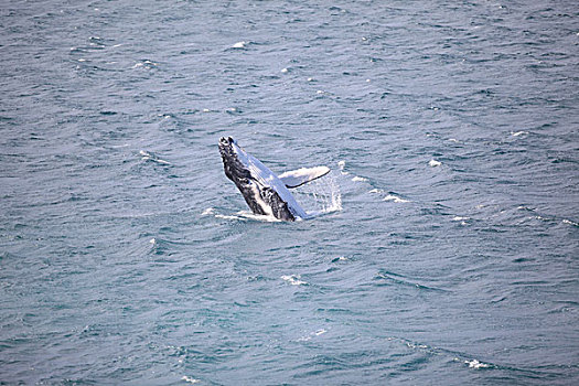 澳洲观鲸