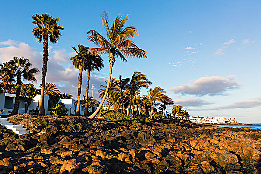 棕榈树,海滩,日落,波多黎各,卡门,兰索罗特岛,加纳利群岛